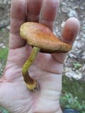 Cortinarius corrugatus image