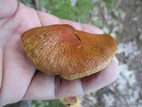 Cortinarius corrugatus image