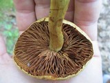 Cortinarius corrugatus image