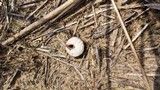 Bovista pusilla image