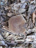 Lactarius corrugis image