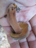 Lactarius corrugis image