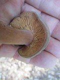 Lactarius corrugis image