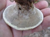 Onnia tomentosa image