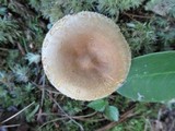 Paxillus involutus image