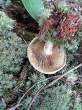 Paxillus involutus image