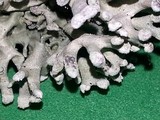 Hypogymnia tubulosa image