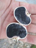 Scleroderma cepa image
