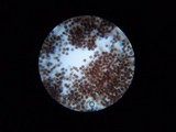 Scleroderma cepa image