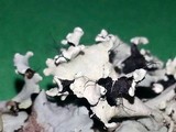 Parmotrema perlatum image