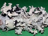 Parmotrema perlatum image