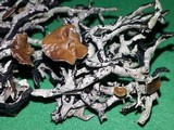 Hypogymnia inactiva image