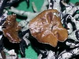 Hypogymnia inactiva image