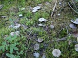 Hydnellum caeruleum image