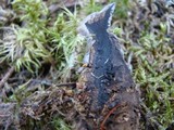 Hydnellum caeruleum image