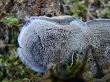 Hydnellum caeruleum image