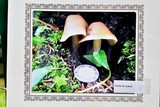 Rhodocollybia butyracea image