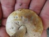 Leccinum snellii image
