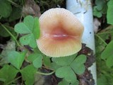 Russula fragilis image
