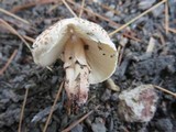 Lepiota lilacea image