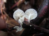 Hemimycena candida image
