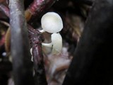 Hemimycena candida image