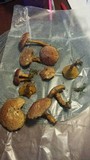 Suillus spraguei image