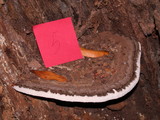 Ganoderma australe image