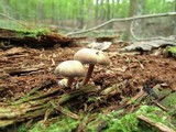 Callistosporium purpureomarginatum image