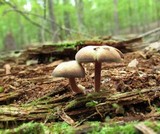 Callistosporium purpureomarginatum image