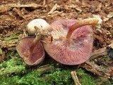 Callistosporium purpureomarginatum image
