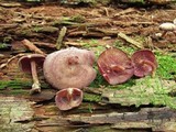 Callistosporium purpureomarginatum image