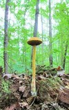 Heimioporus betula image