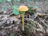Heimioporus betula image