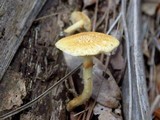 Gymnopilus palmicola image