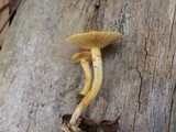 Gymnopilus palmicola image