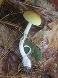 Amanita praecox image