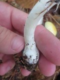 Amanita praecox image