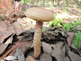 Frostiella russellii image