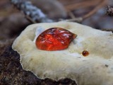 Abortiporus biennis image