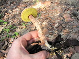 Frostiella russellii image