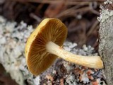 Gymnopilus luteoviridis image