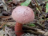 Boletus luridus image