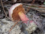 Boletus luridus image