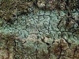 Lepraria lobificans image