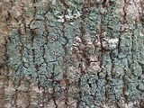 Lepraria lobificans image