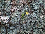 Lepraria lobificans image