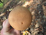 Frostiella russellii image