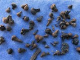 Daldinia asphalatum image