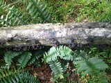 Daldinia asphalatum image